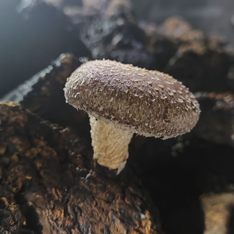 قارچ دارویی شیتاکه 